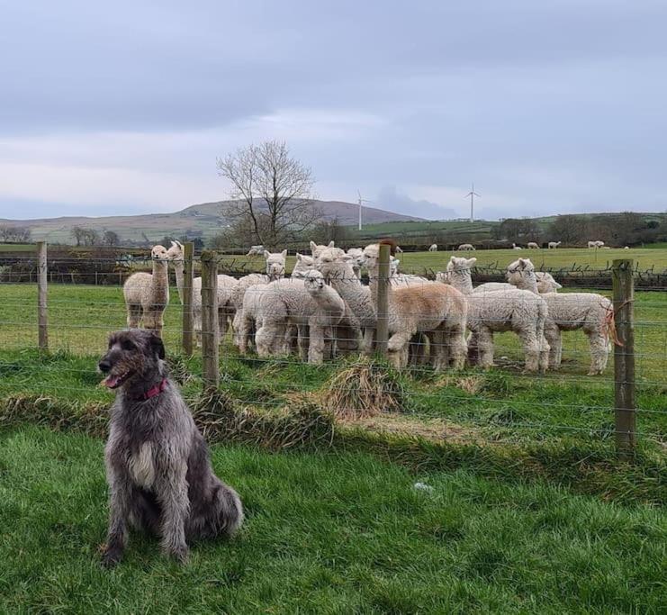 The Alpaca Farmhouse With Hot Tub And Alpaca Experience Included Dromara Экстерьер фото