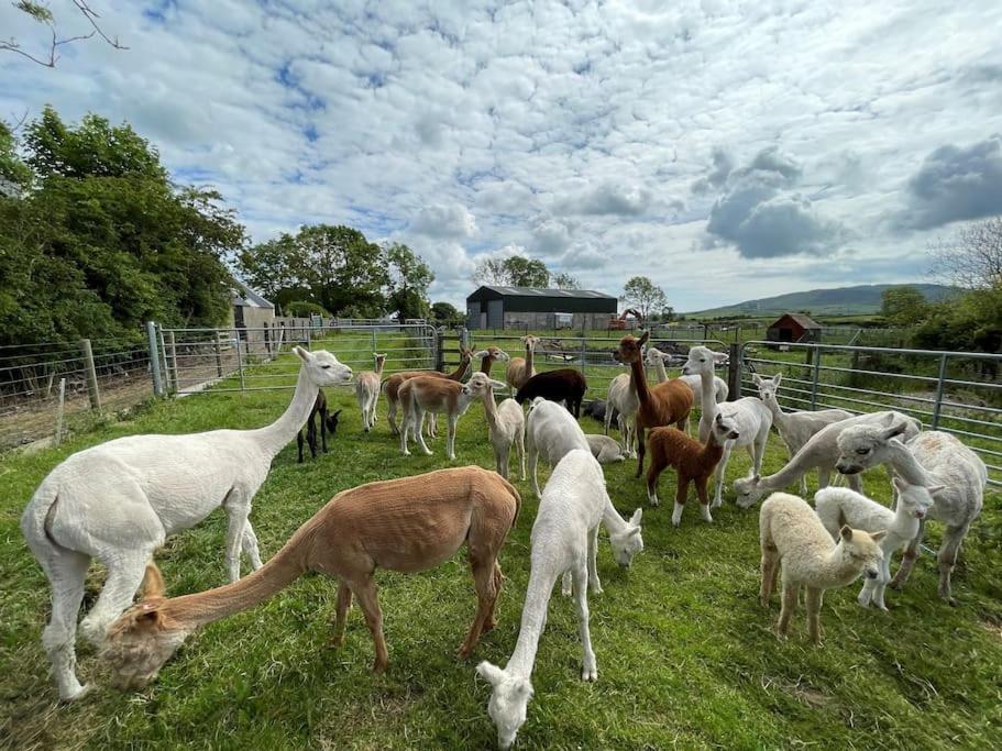 The Alpaca Farmhouse With Hot Tub And Alpaca Experience Included Dromara Экстерьер фото