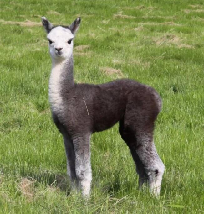 The Alpaca Farmhouse With Hot Tub And Alpaca Experience Included Dromara Экстерьер фото