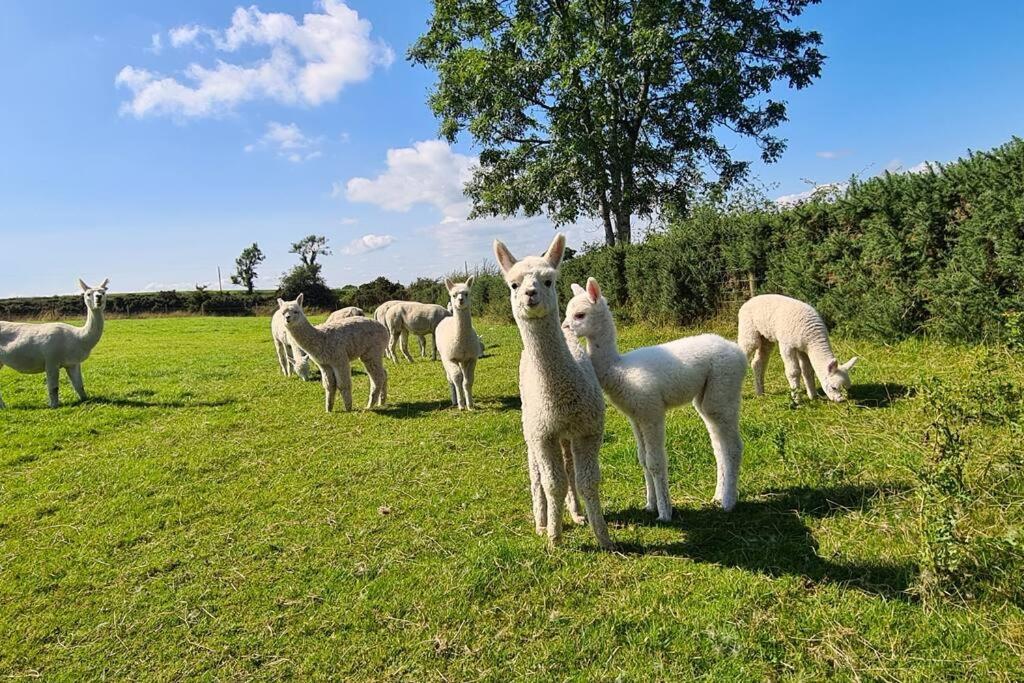 The Alpaca Farmhouse With Hot Tub And Alpaca Experience Included Dromara Экстерьер фото